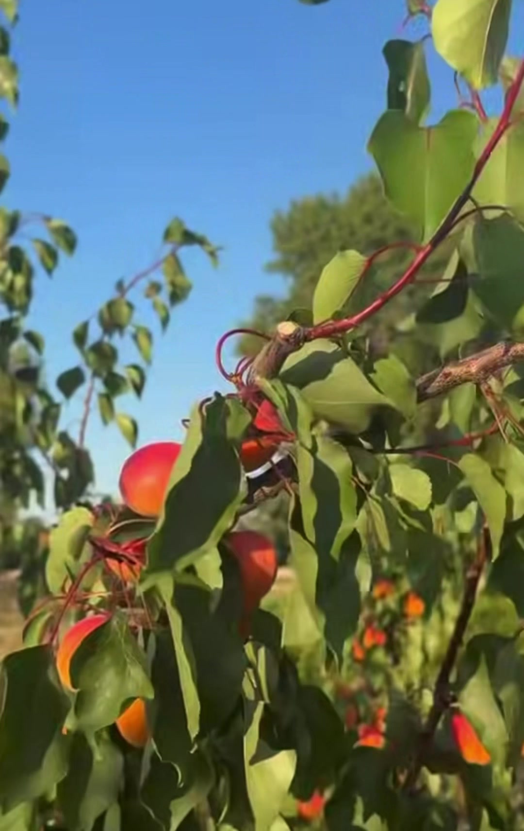 @p&eacute;pini&egrave;re yb agro