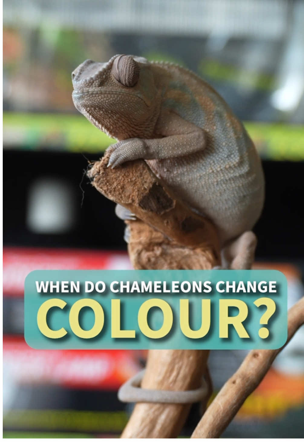 @All Reptiles