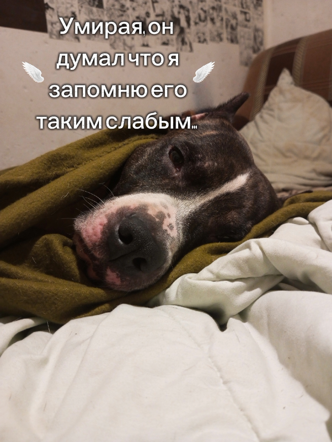 @Питбуль с сердечком🖤