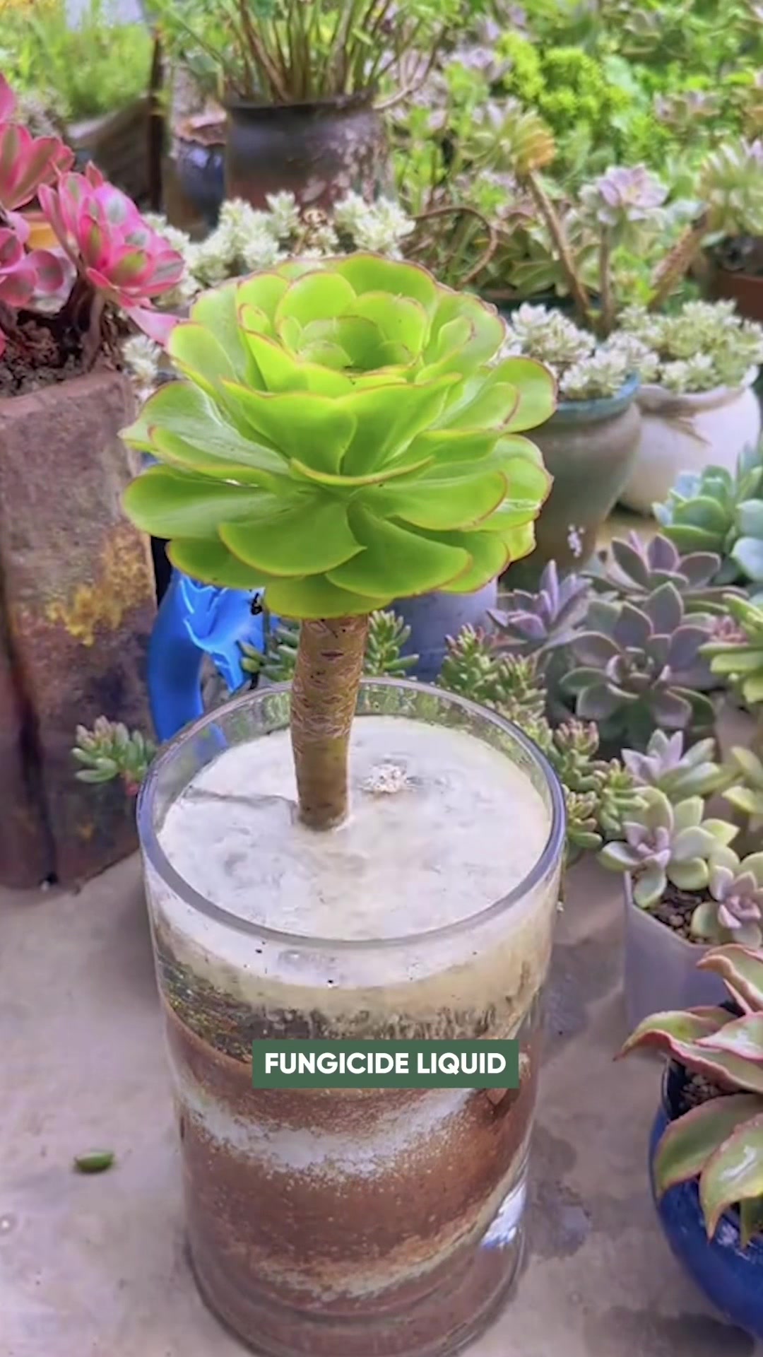 @Succulent Garden