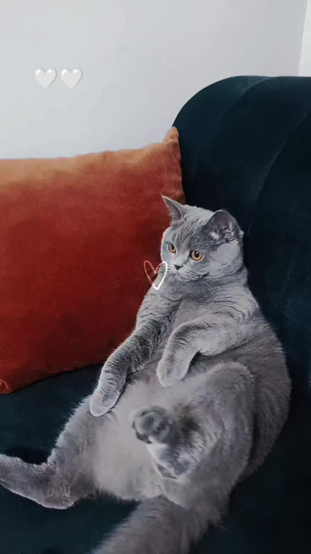 @MiyaAa 🐾