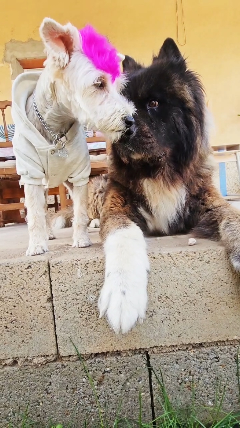 @Atila the Akita