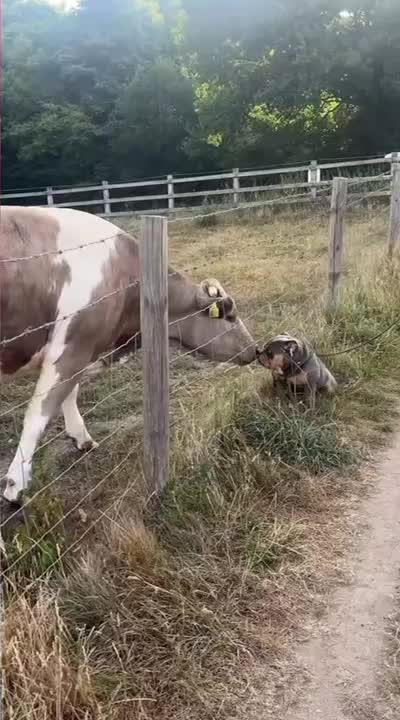 @Funny