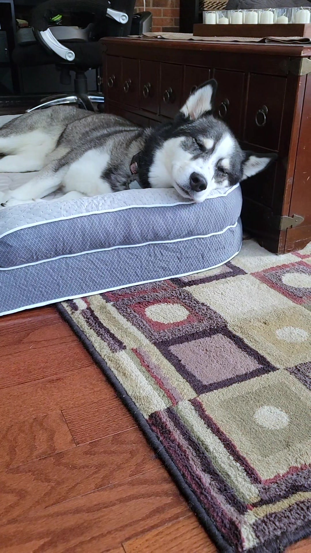 @the Hussey Husky