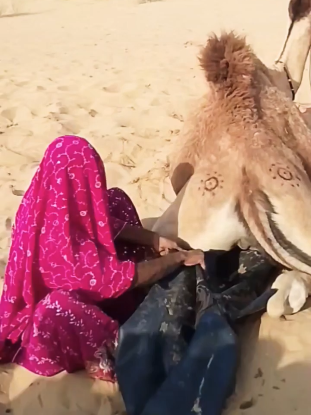 @Camel Lovers