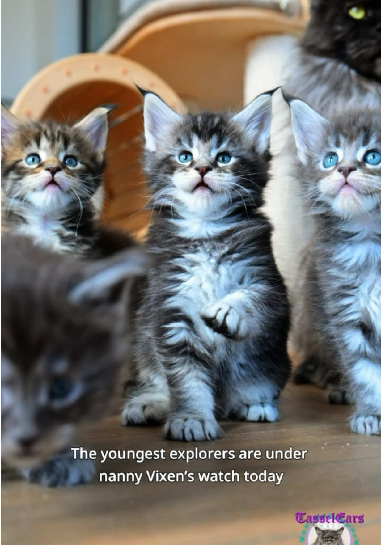 @Tassel Ears Maine Coon Cattery