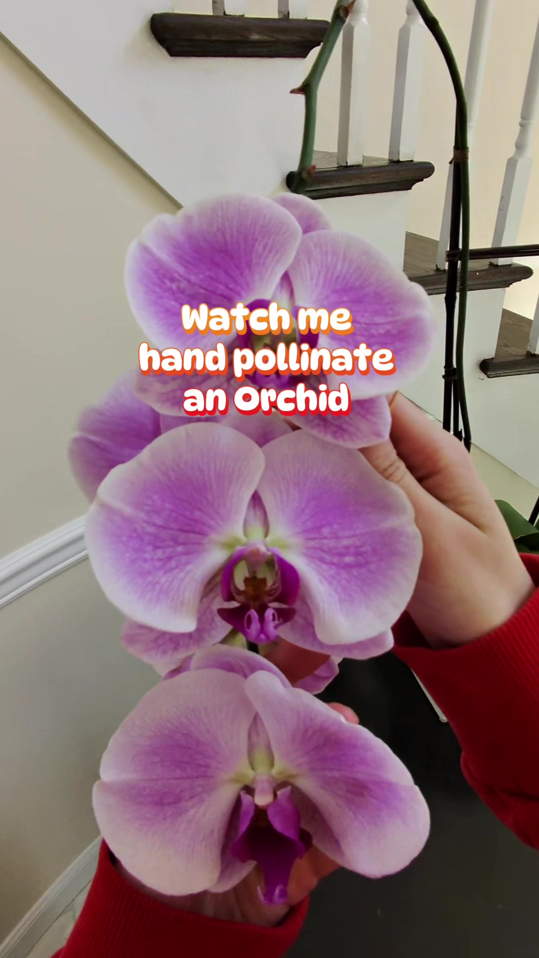 @homewithlogan