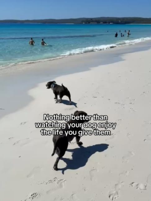 @Happy Staffy Co