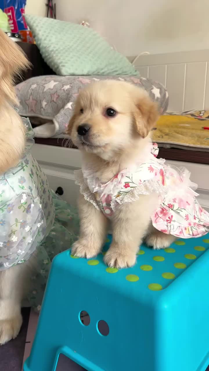 @El diario de Lia🐶🐾