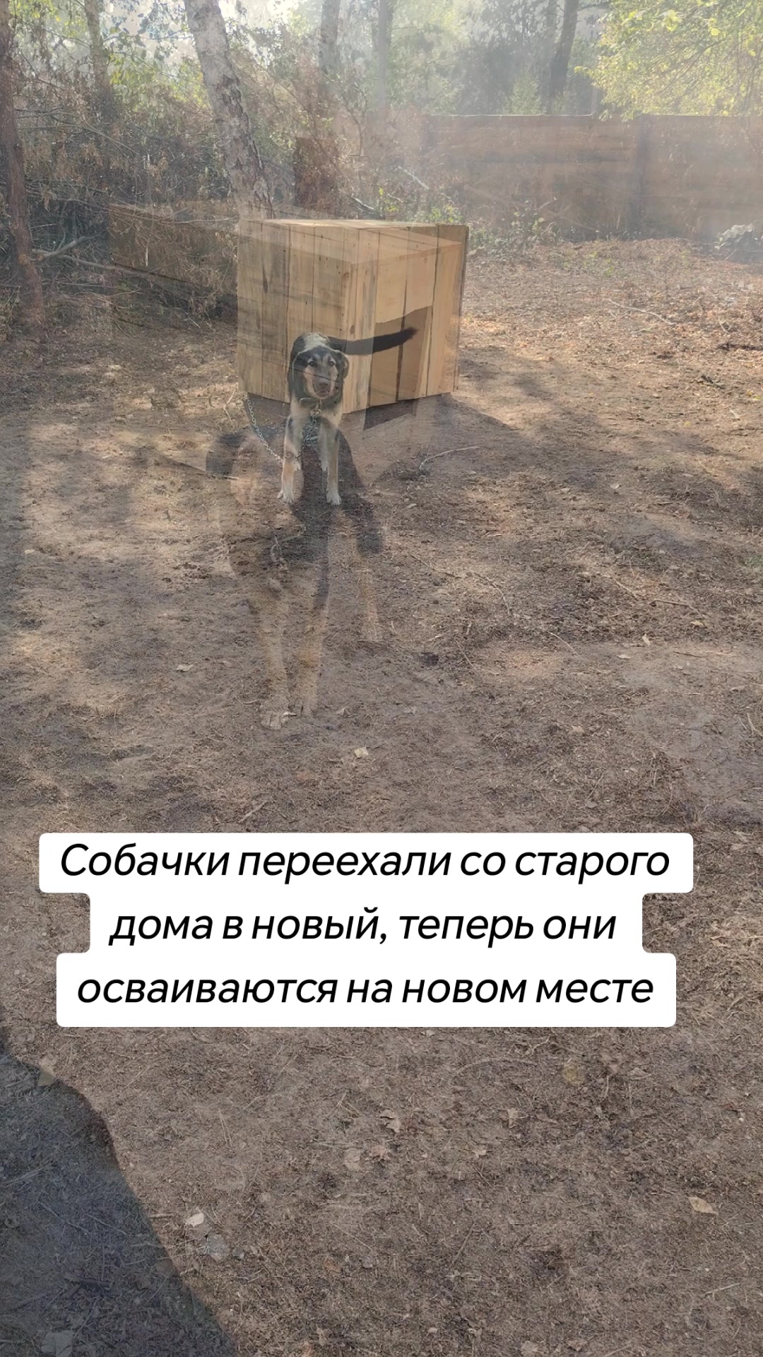 @Передержка «Лёнин рай» 🐶🦮