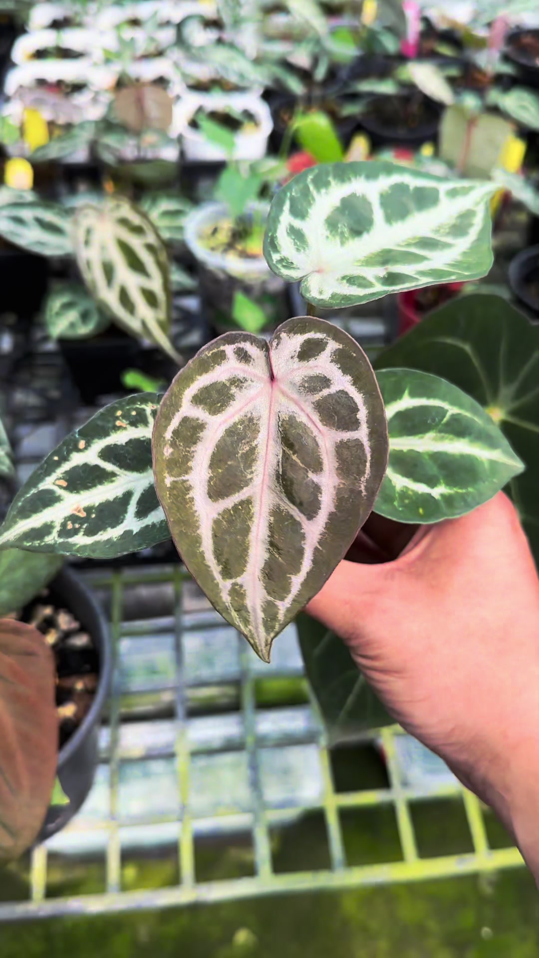 @KeepcầmKây🥦