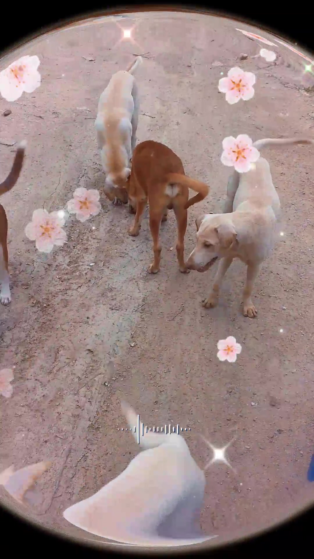 @duangkamol24