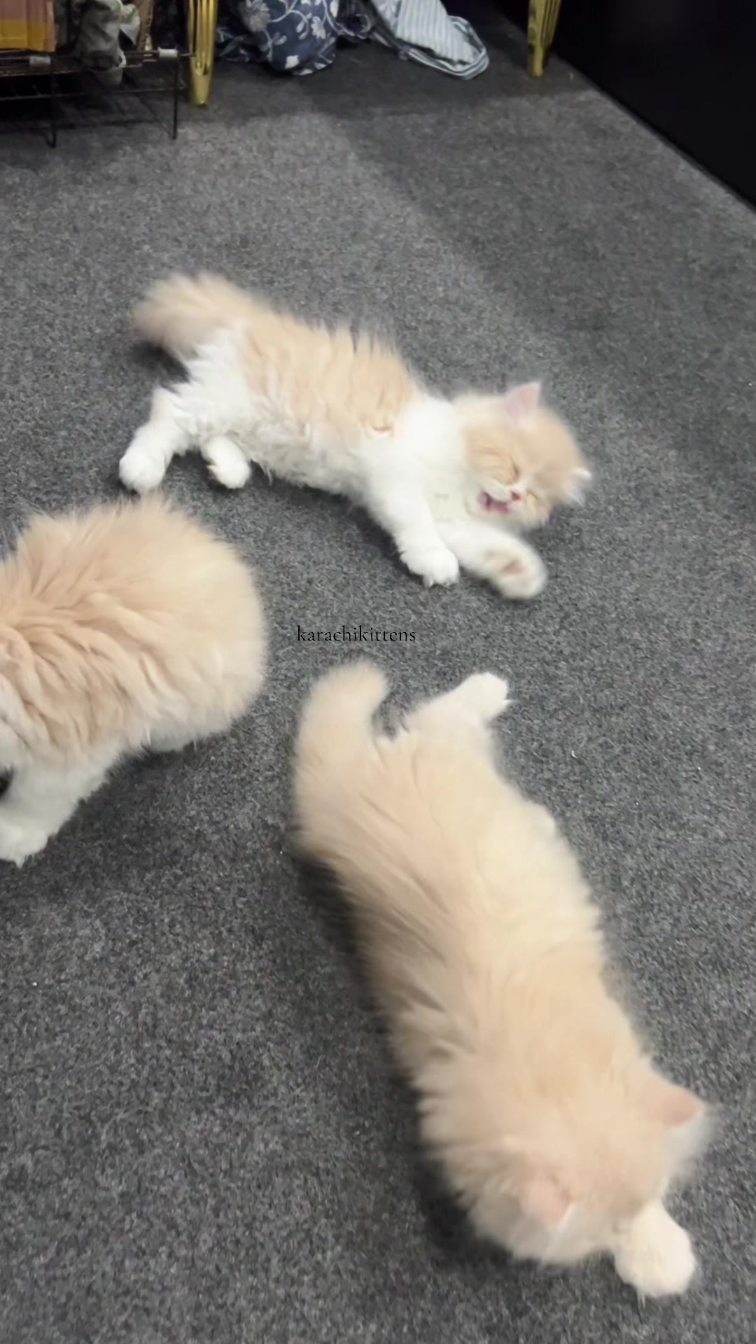 @karachikittens