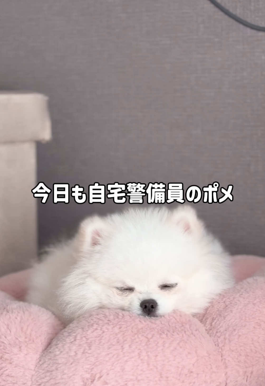 @ポメラニアンのミル🍼