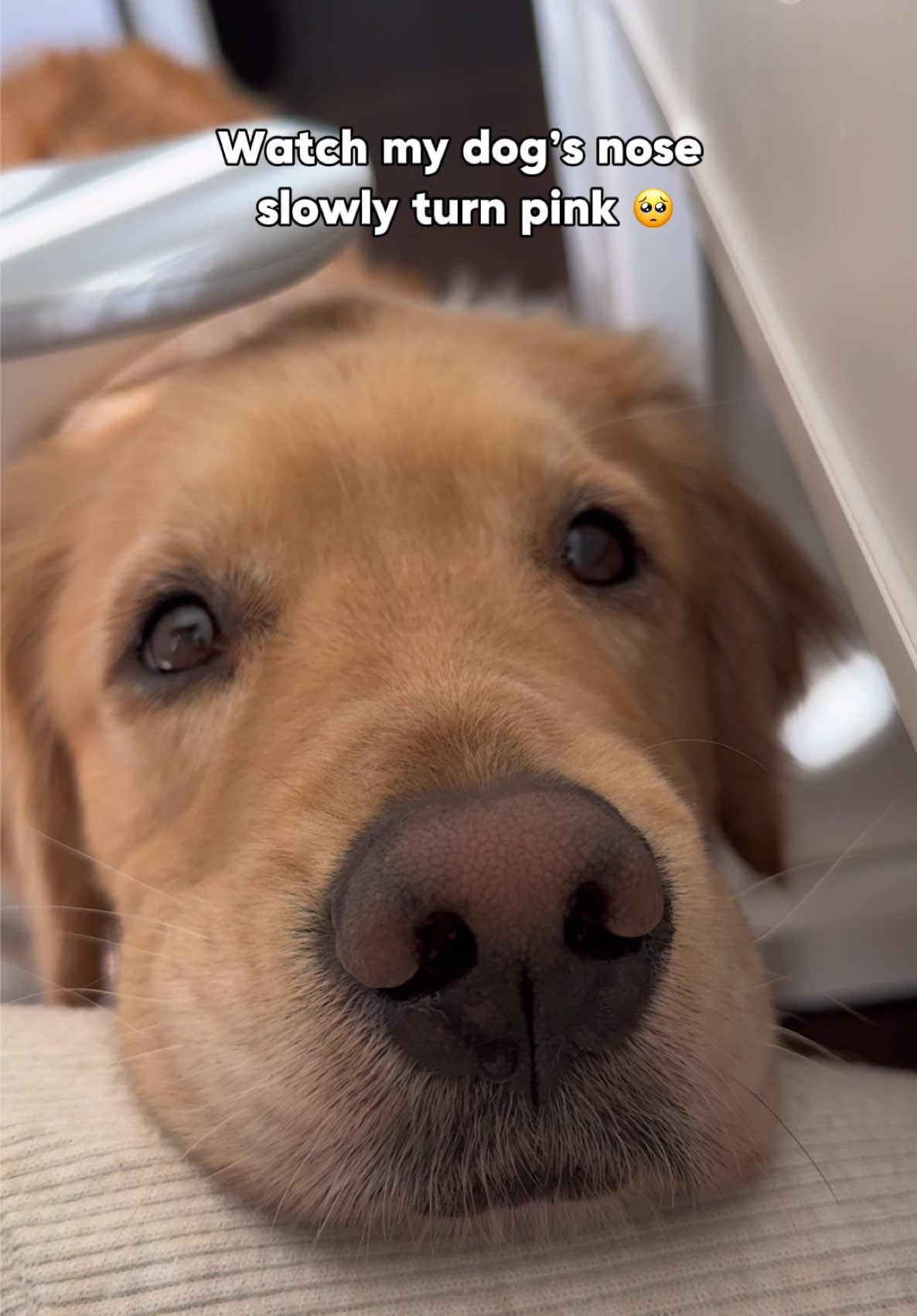 @Daisy & Maple the Goldens