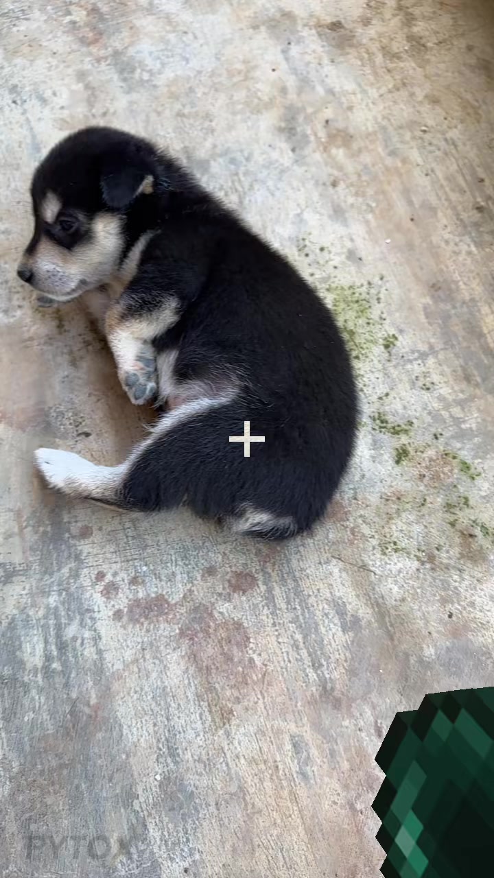 @Pet❤️🔥