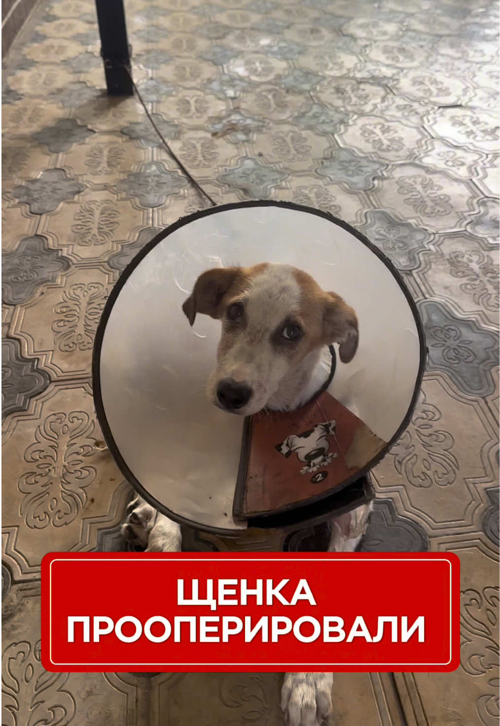 @Приют Ковчег Кыргызстан