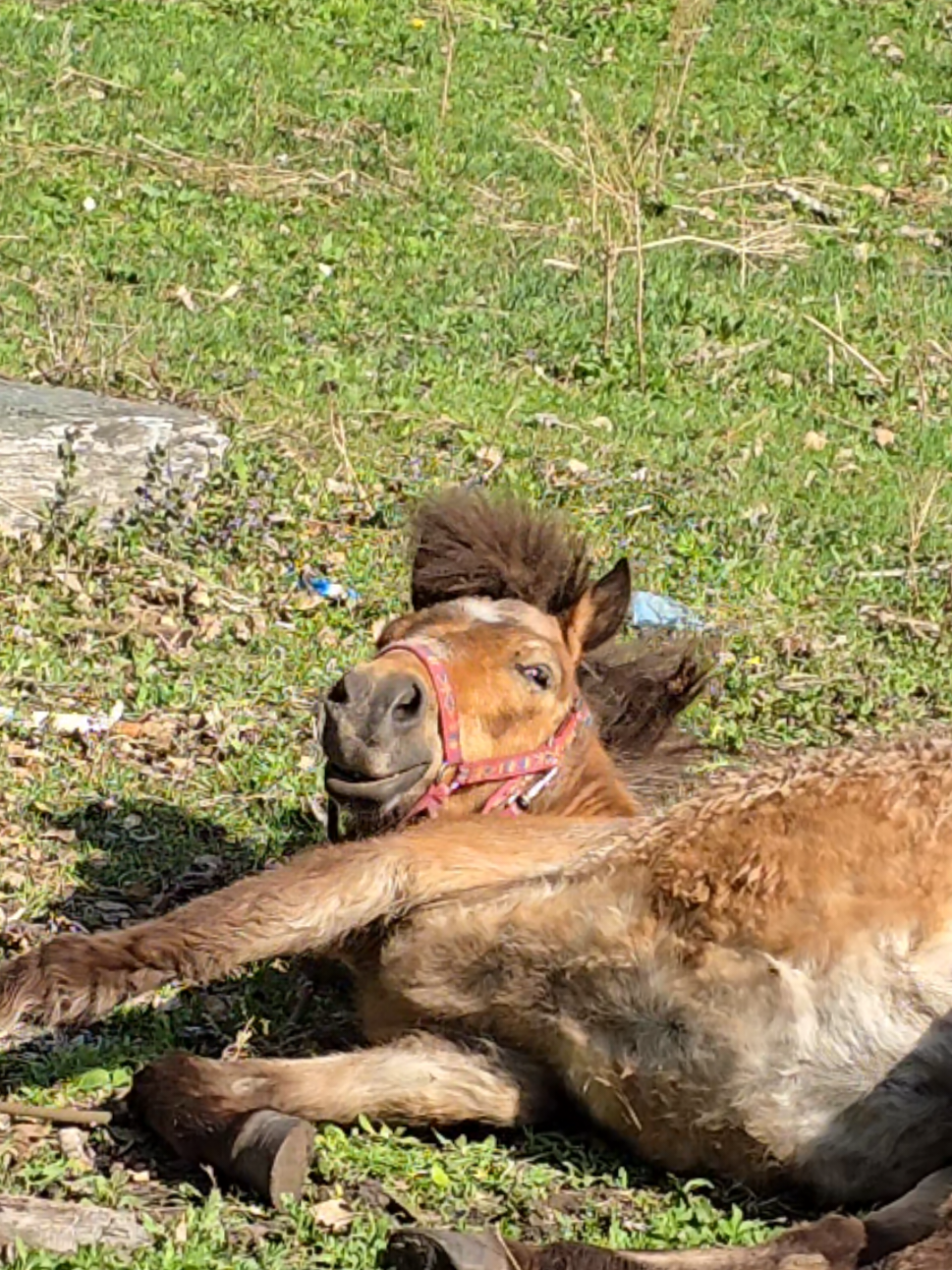 @tg: altaihorses