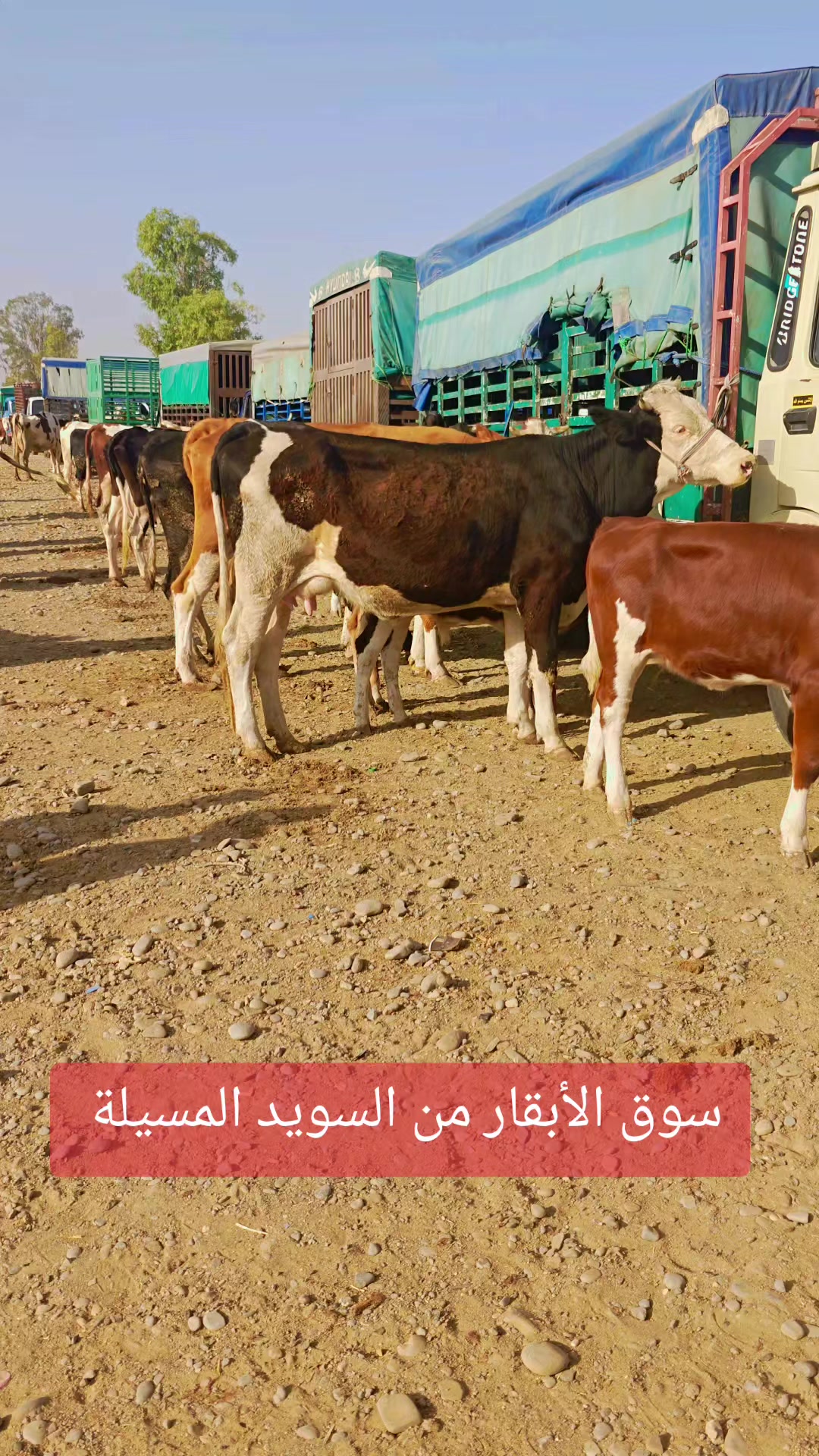@الفلاحة في مسيلة