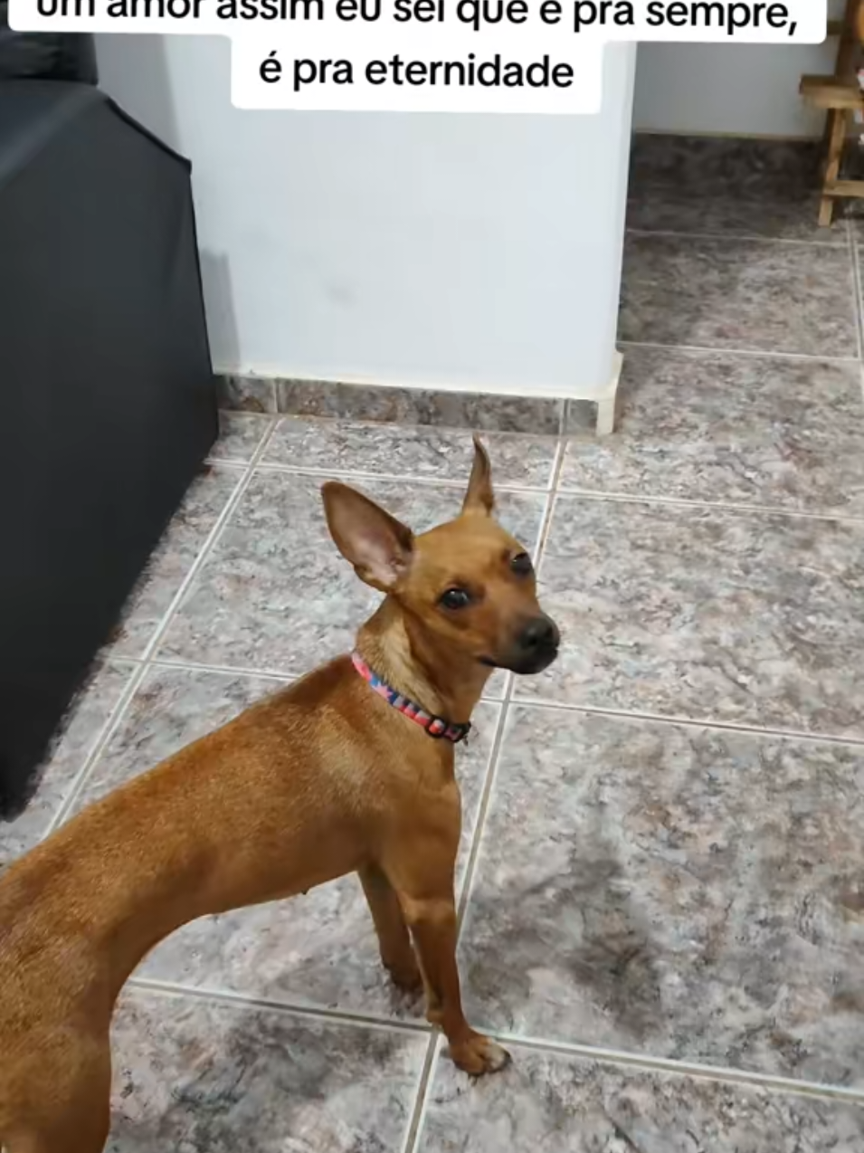@Belinha e tiamara