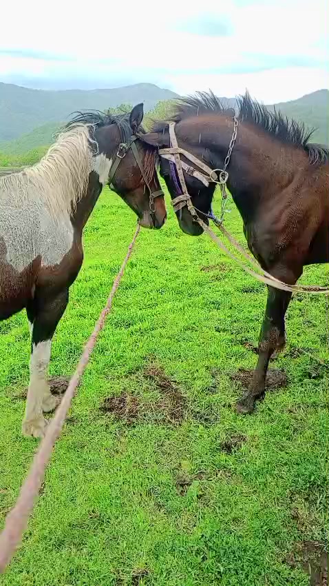 @Վաչե Գևորգյան