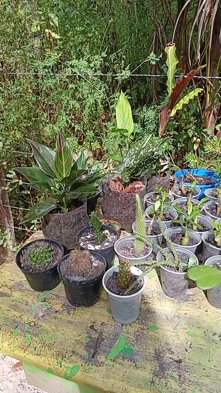 @jardim da neya🪴🌵