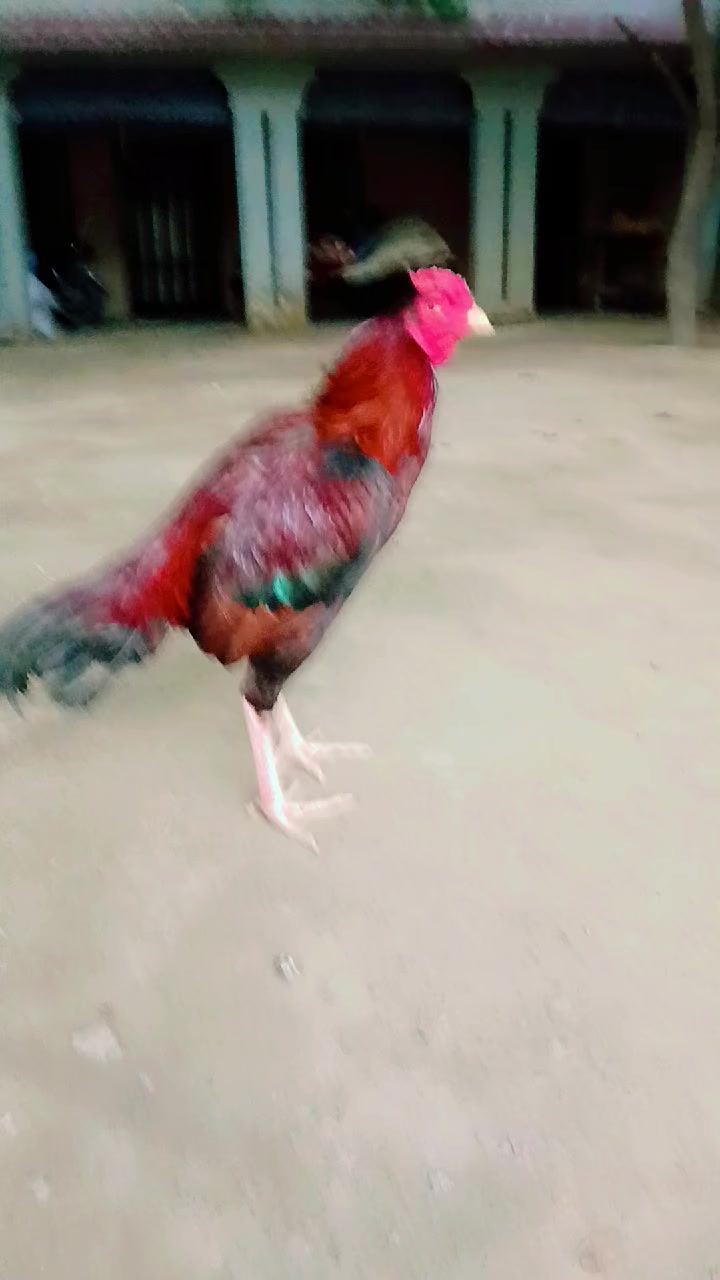 @عمران _خان_ وتہ خیل