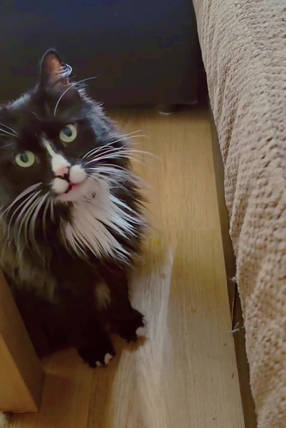 @AtticaTheTuxedoCat