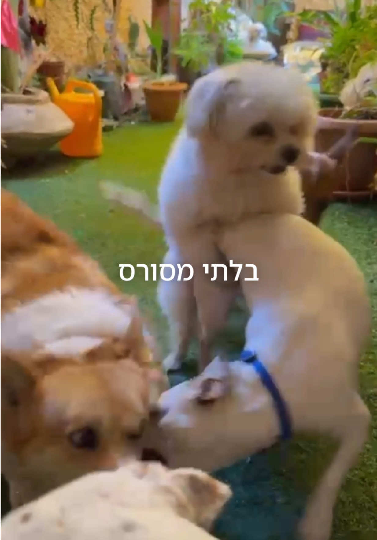 @Danit Greenberg ๐