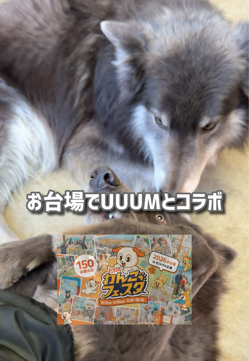 @ローズウルフ/ウルフドッグ犬舎