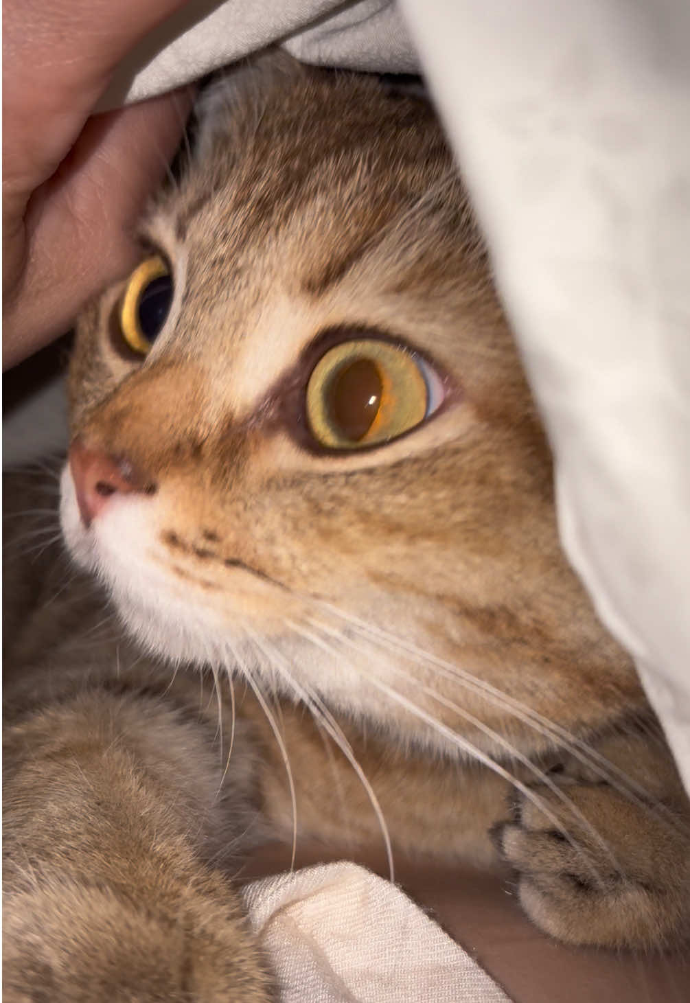 @penka_and_kittens