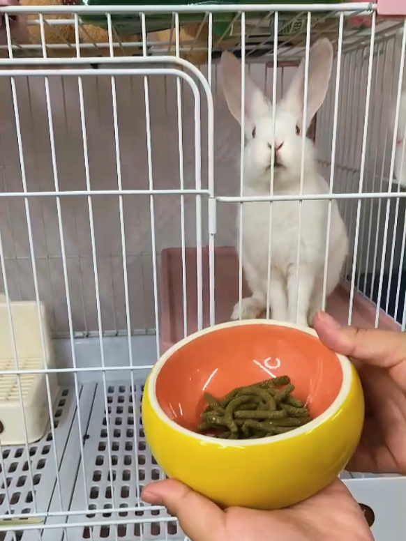 @Pet for Life