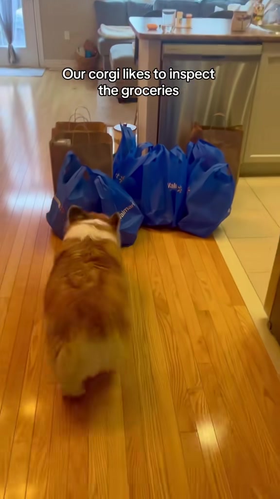 @hudsonthefluffycorgi