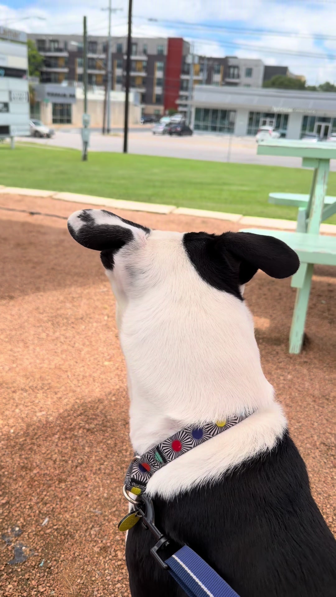 @Puppy named Poet
