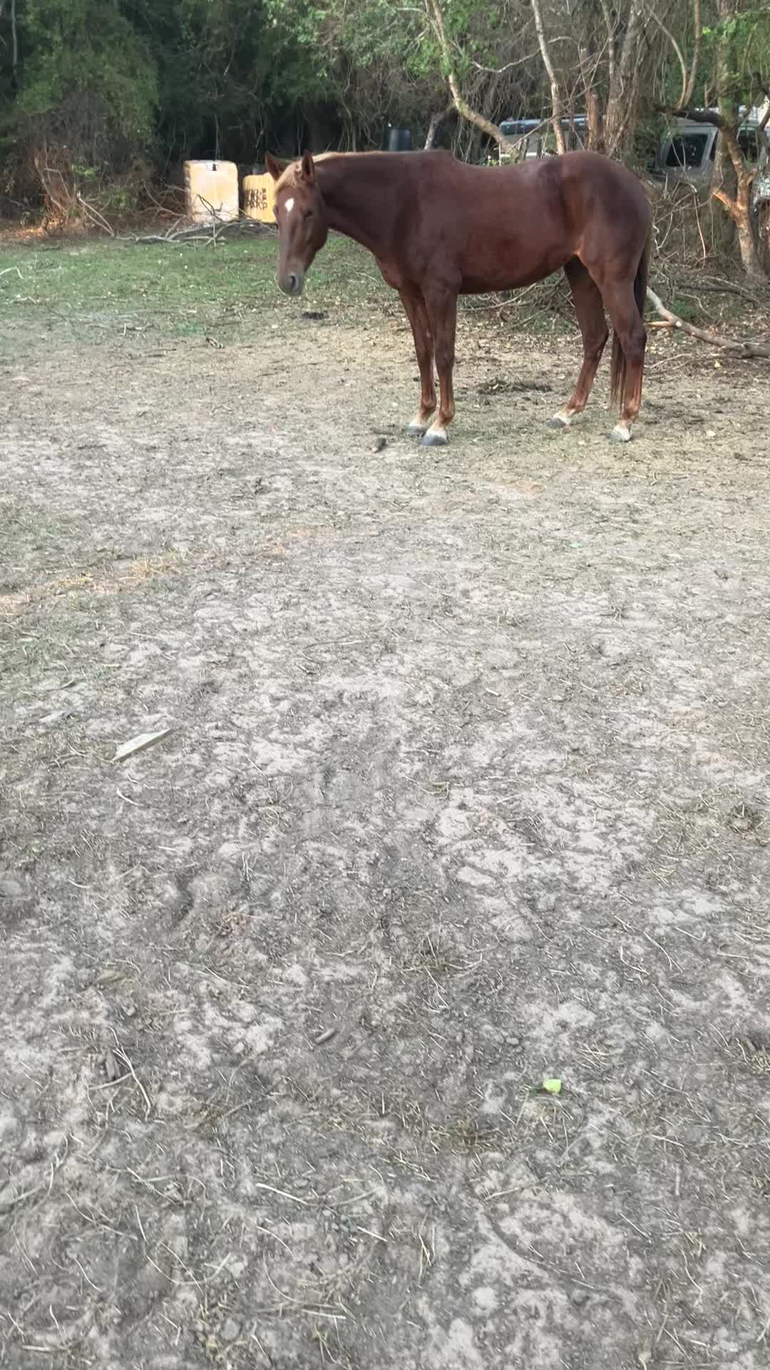 @alejandronuñez007