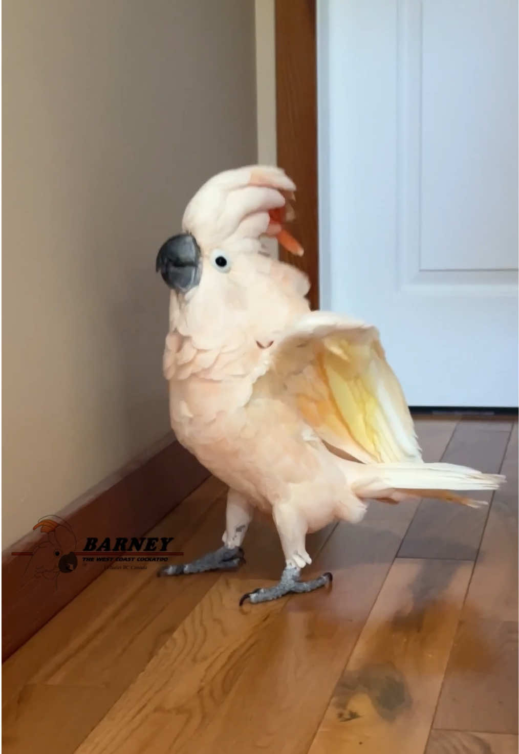 @Barney the West Coast Cockatoo