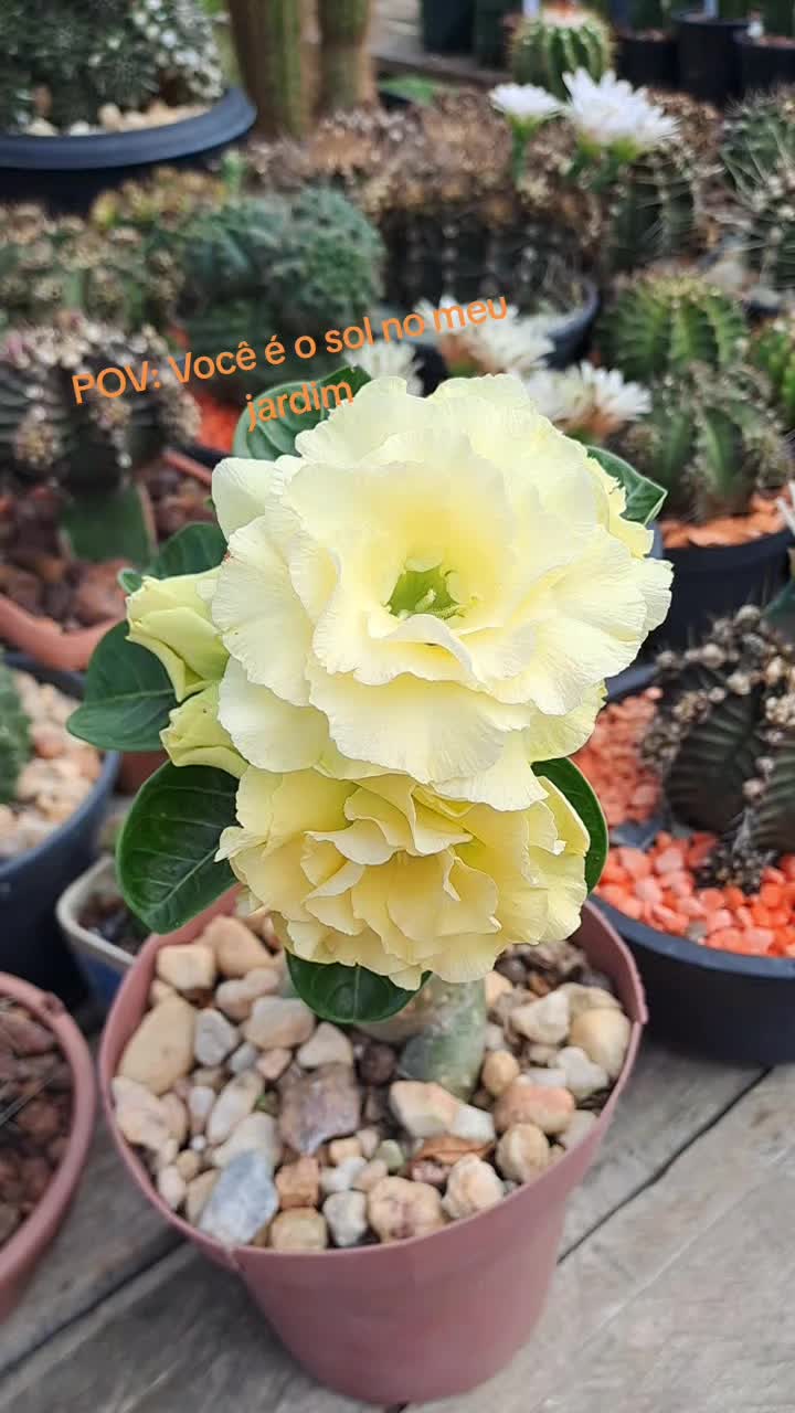 @Cactos & Poesia🌵🤍✍️🏽