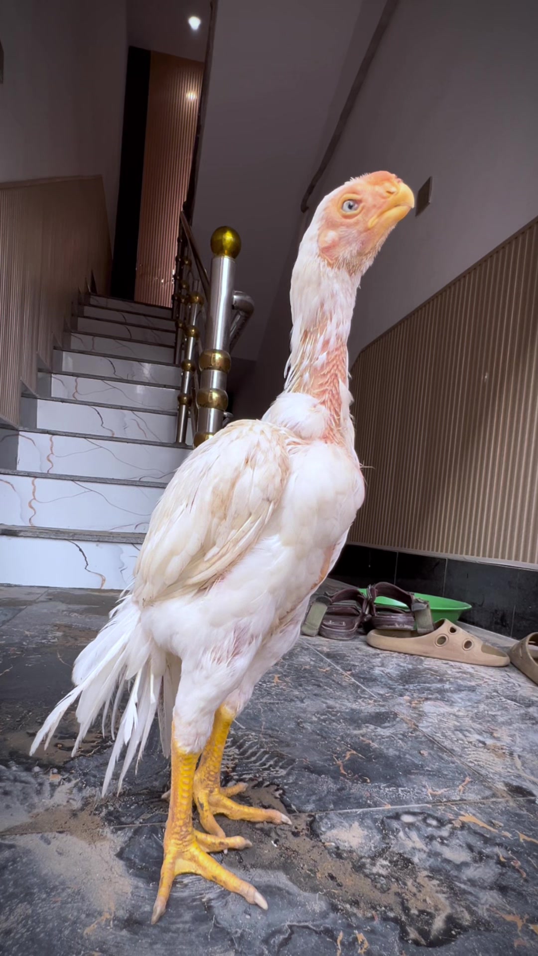 @Birds_Goat