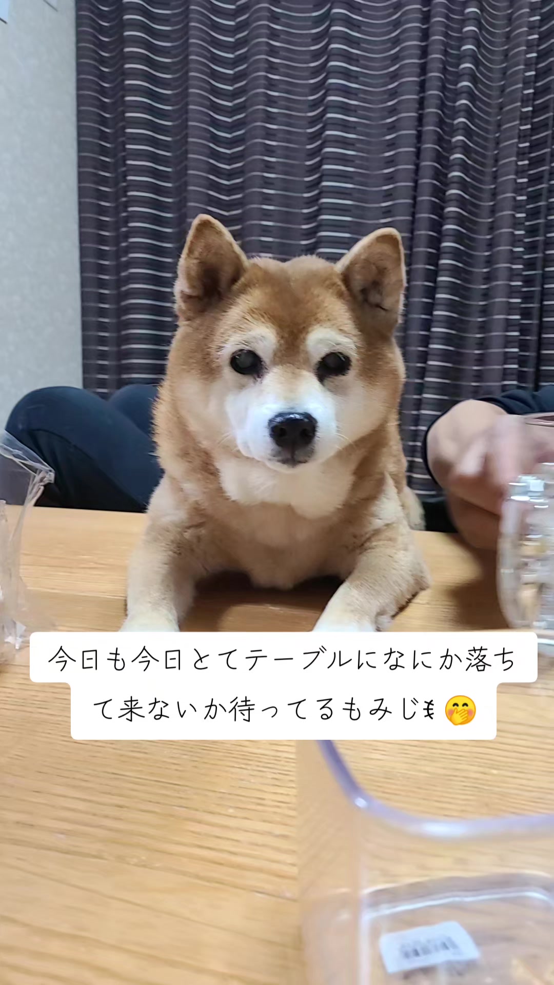 @わんわんニャンニャン🐱🐶