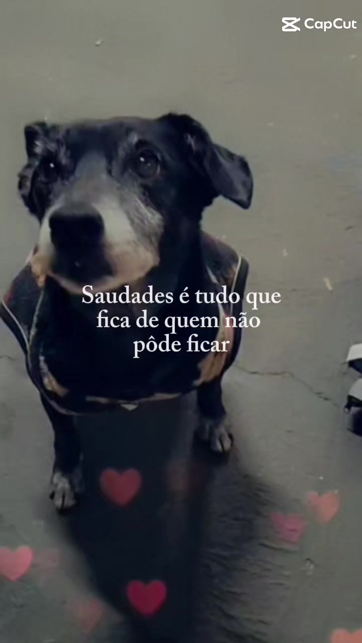 @✨️🐈❤️🐕❤️🐈✨️