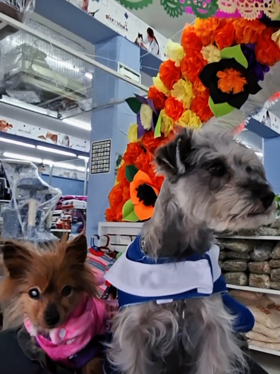 @Perrunos Veterinaria