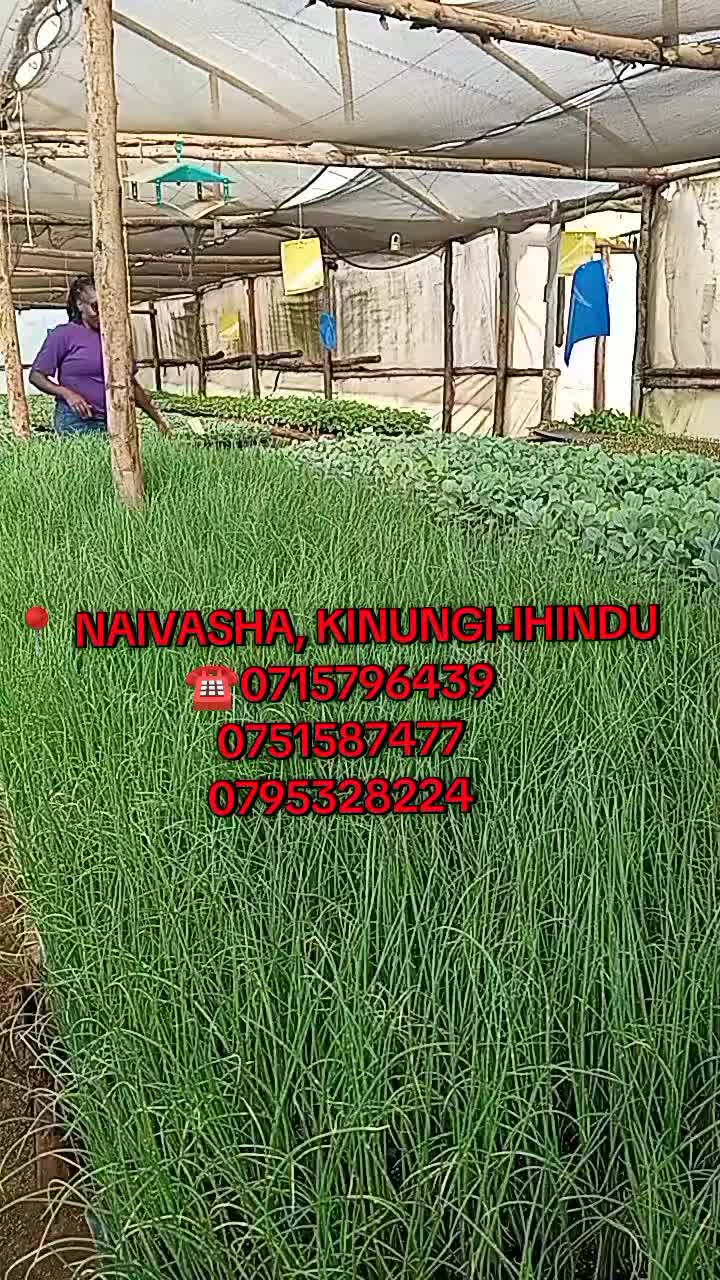 @wambuku thefarm empress