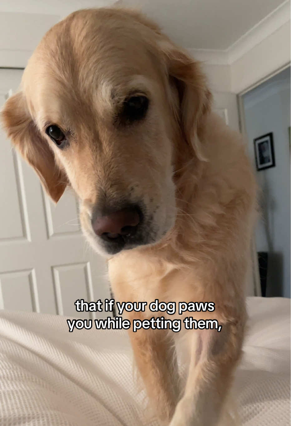@lunas_golden_life