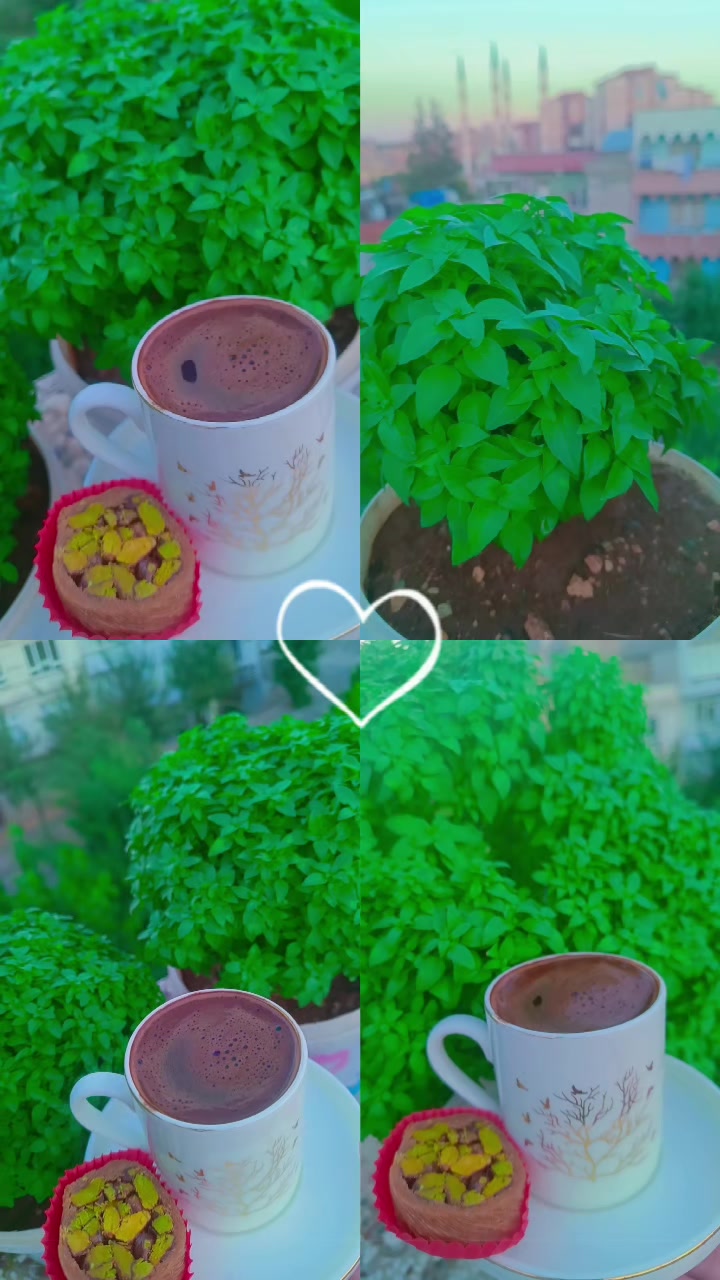 @☺️🌷زهرة حلب 🌷☺️
