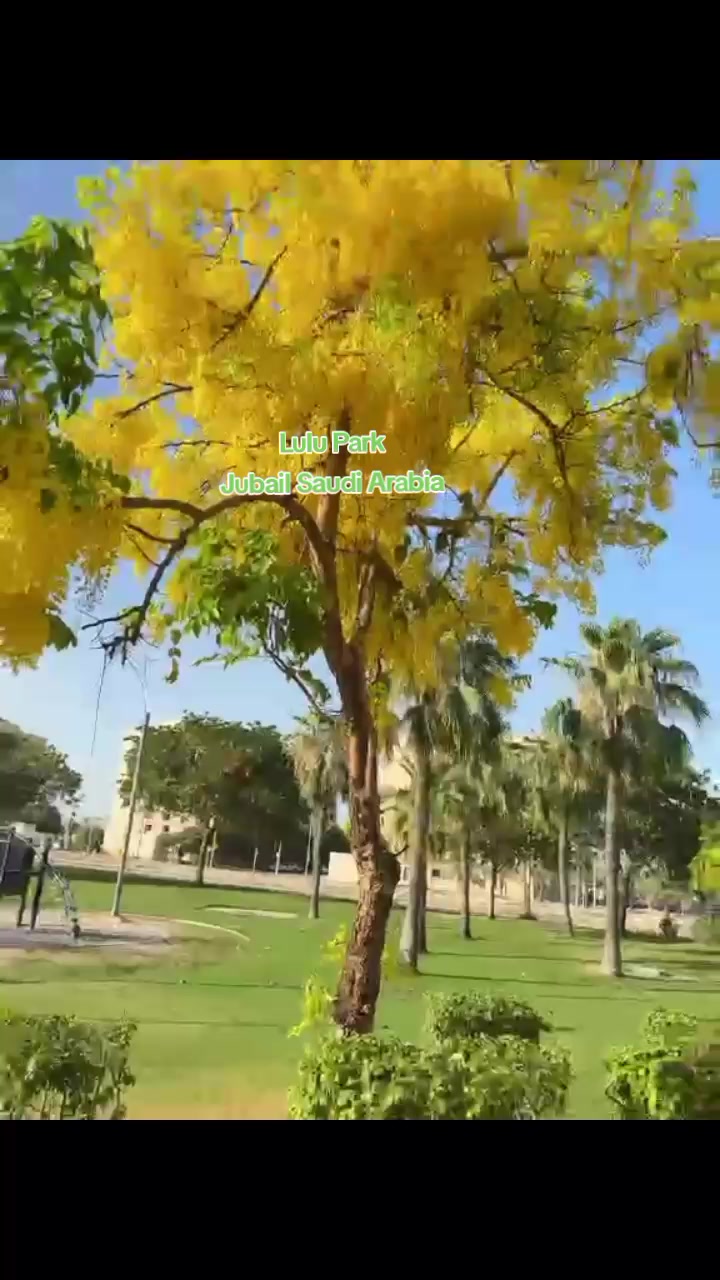 @gracelibrea