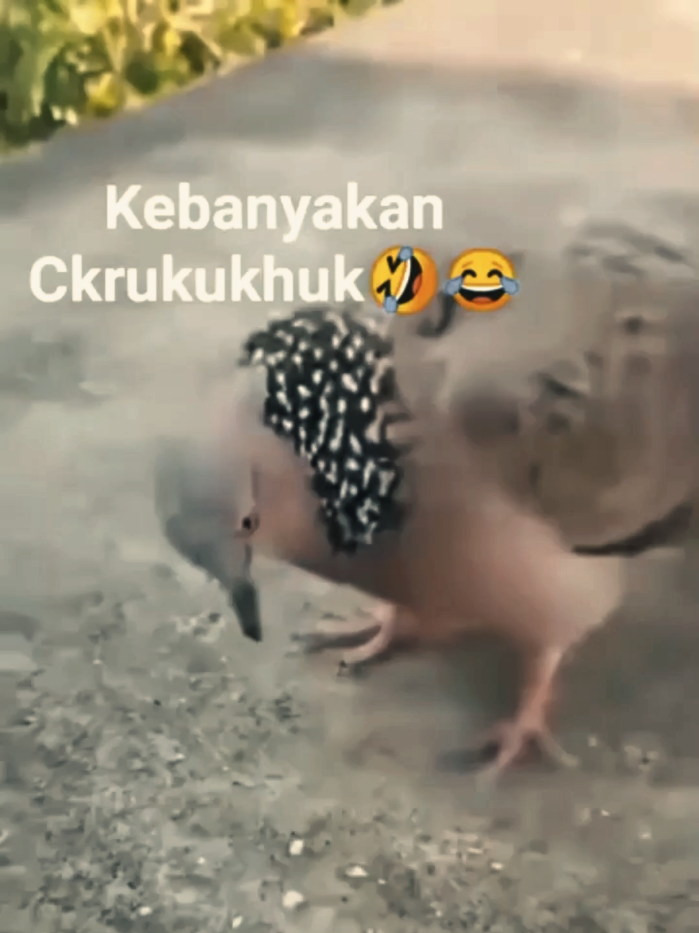 @Bintang Kecil