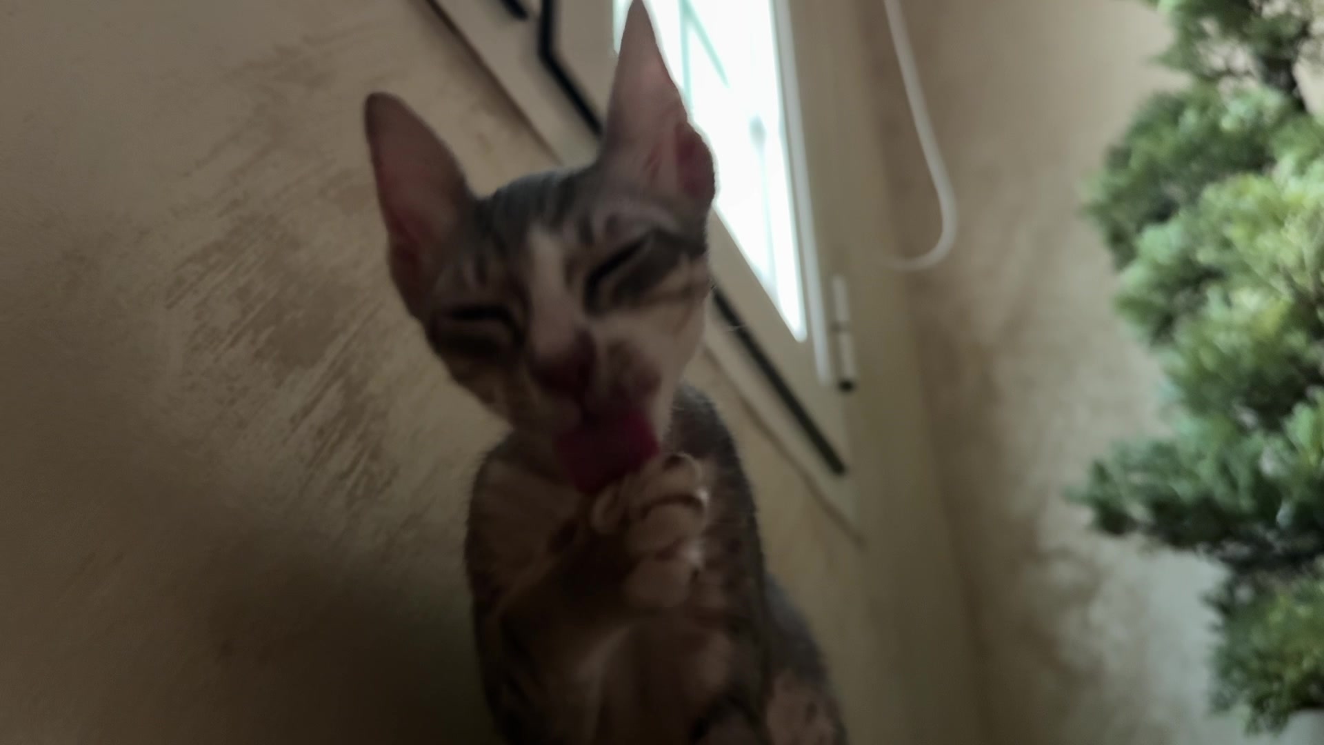 @Lots of cats