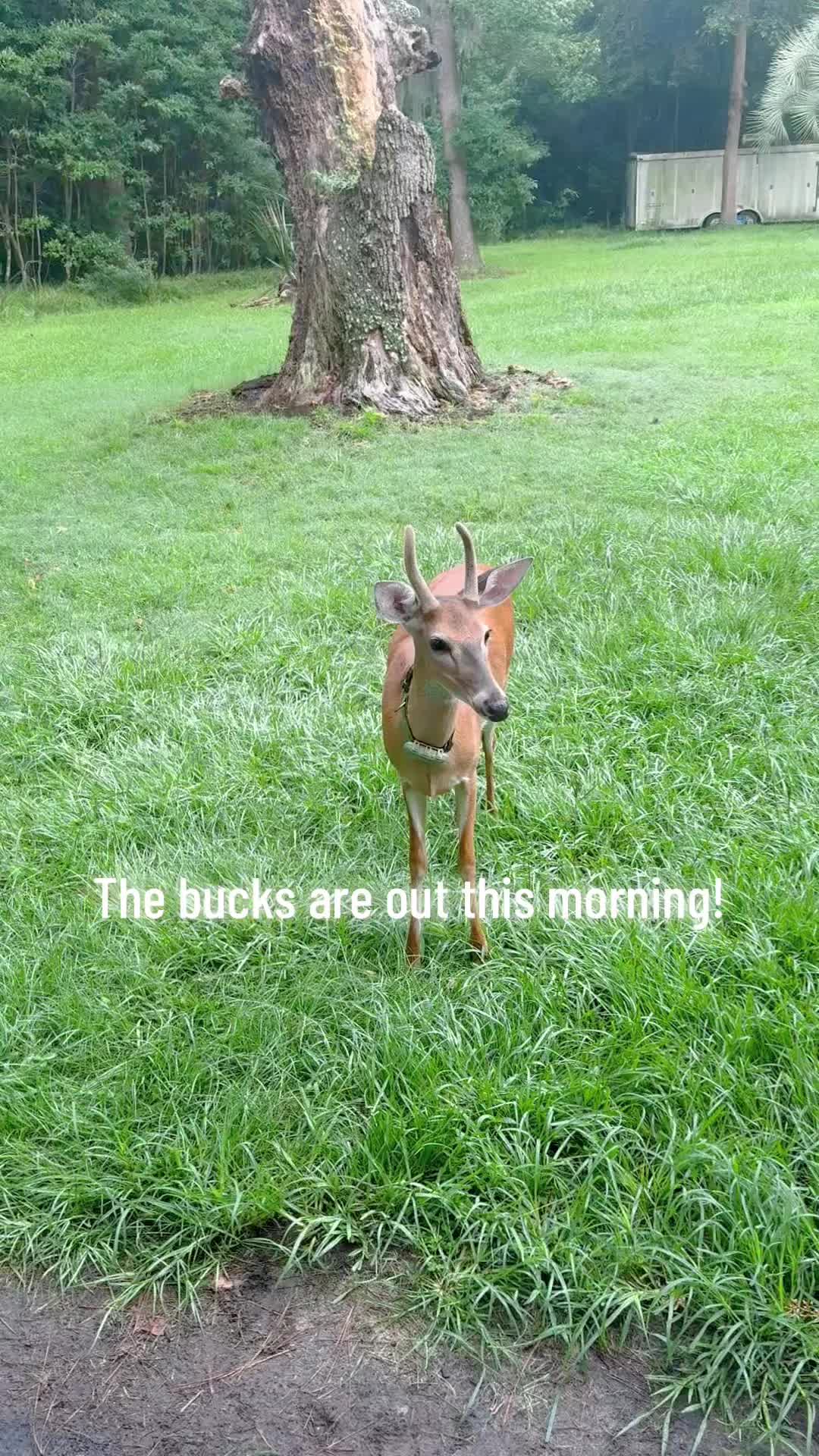 @Critter Kiki