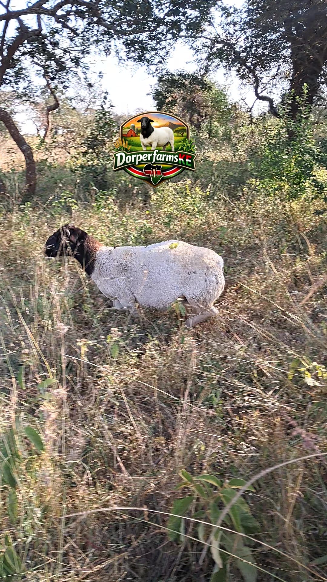 @DorperfarmsKE