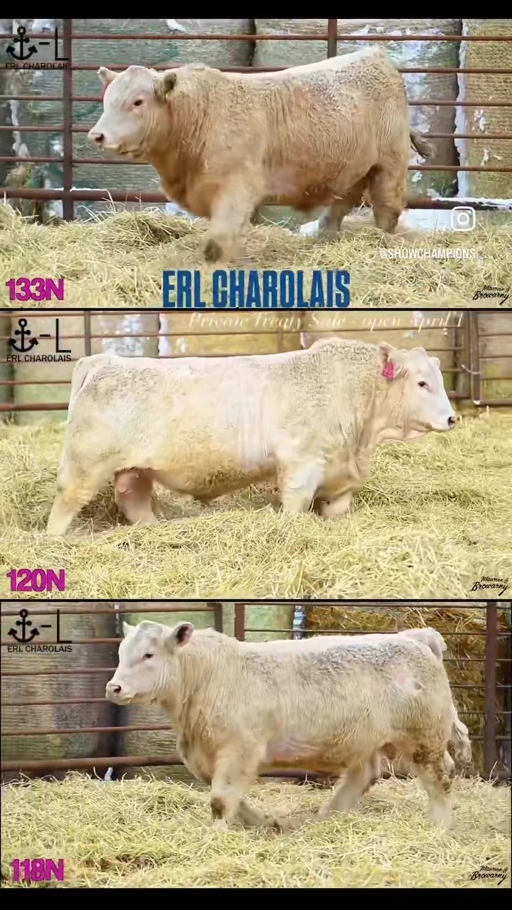 @ShowChampions.com